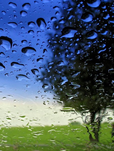 Фиолетовая ветка