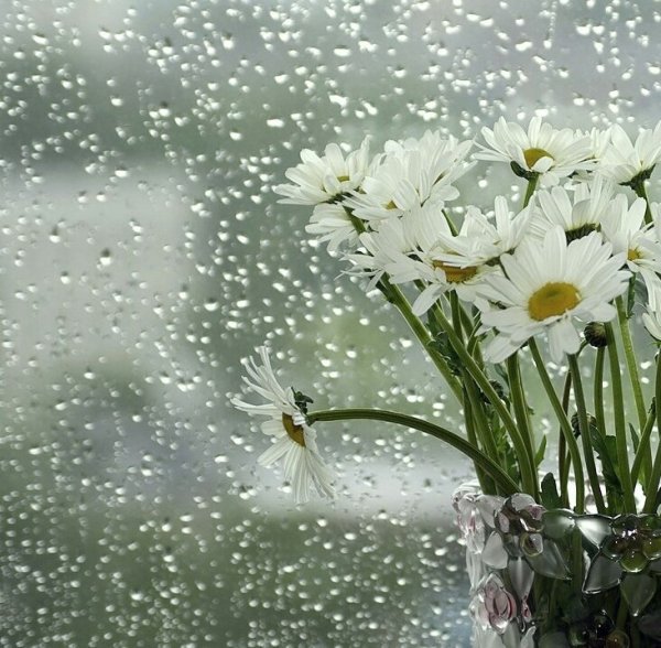 Доброе дождливое утро