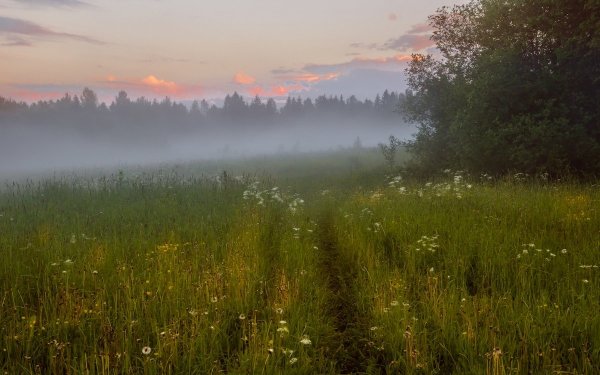 Природа после дождя