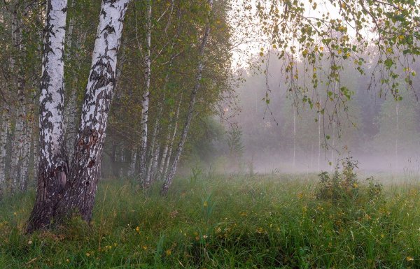 Березовая роща река туман