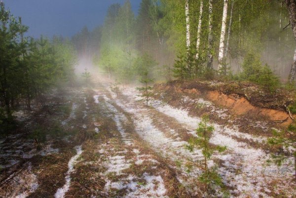 Апрельское утро в лесу