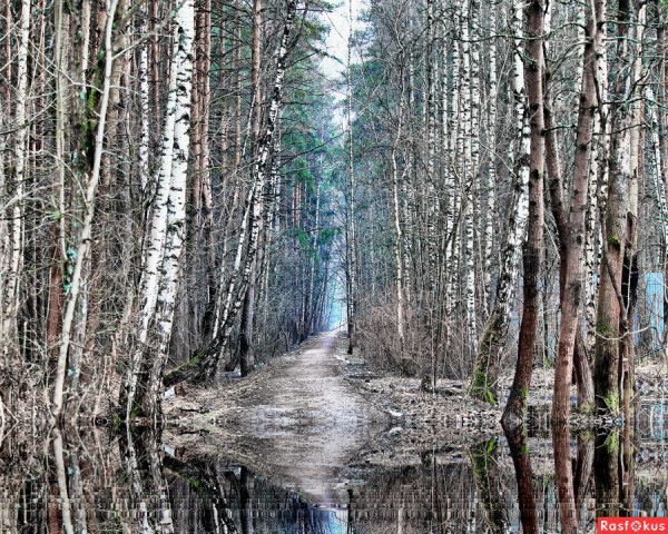 Дождь в лесу весной