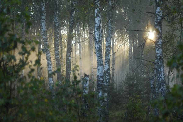 Березы ночью