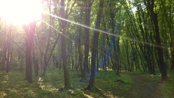 Дождь в лесу весной