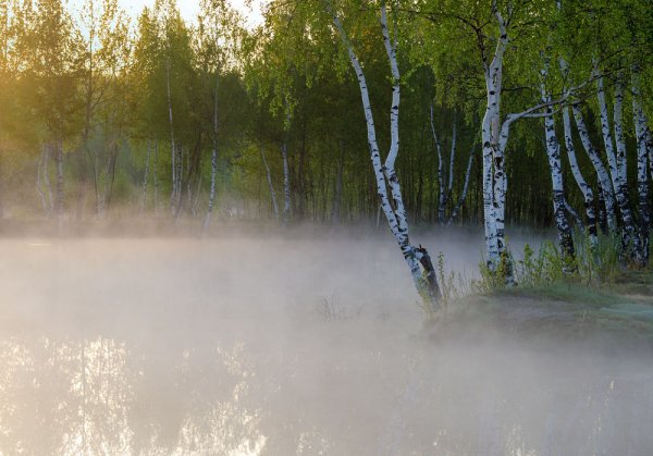 Берёза речка и туман