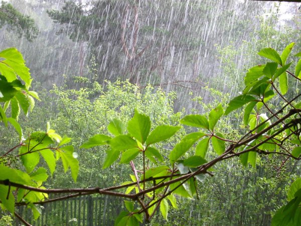 Летний дождь в лесу