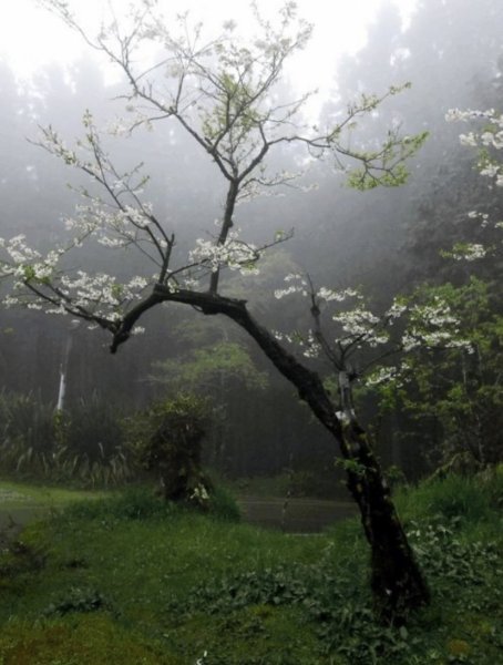 Лес после дождя