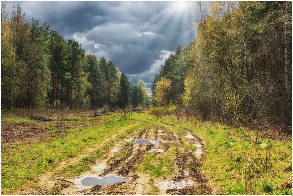 Колея в лесу