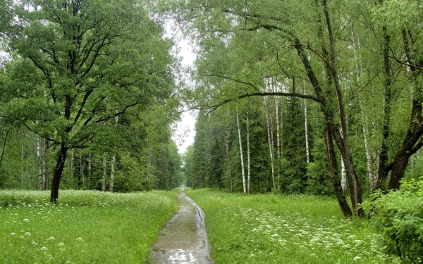 Лиственный парковый лес