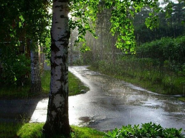 Дождь летом