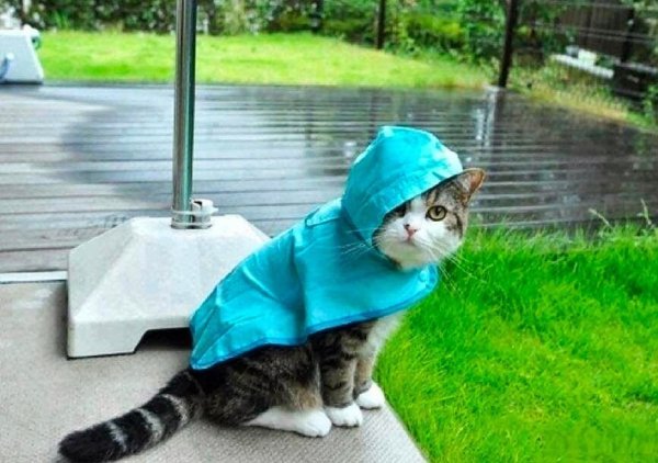 Кот в дождливую погоду