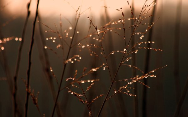 Капли на ветках