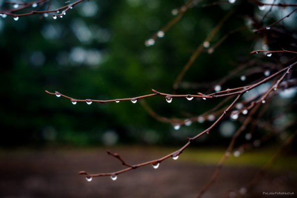 Капли дождя на ветках