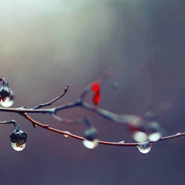 Ветка с каплями