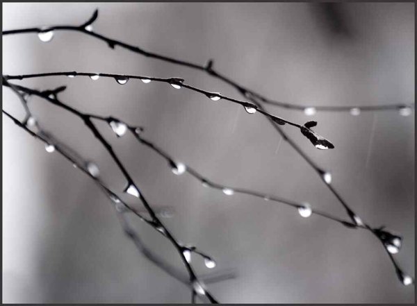 Капли на ветках