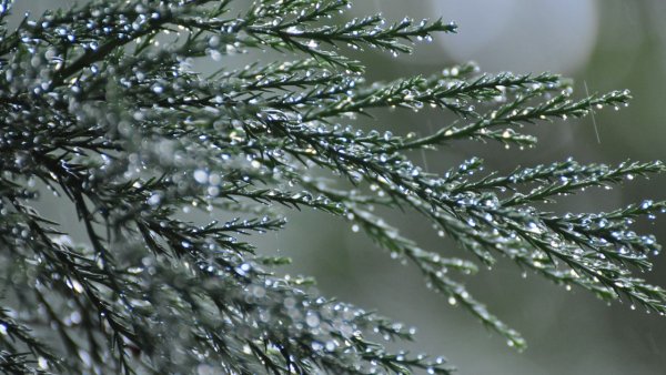 Капельки на веточках