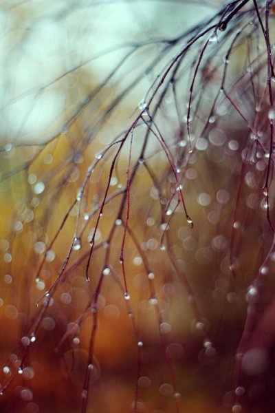 Капли дождя на ветках