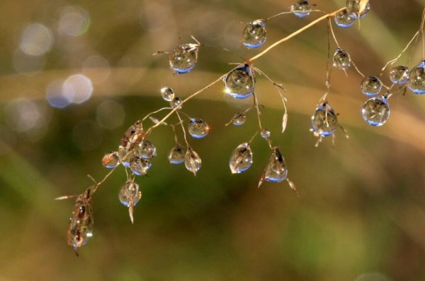 Капельки на веточках