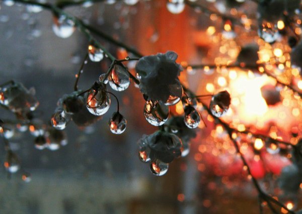 Ветка с каплями дождя