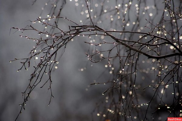 Капли дождя на ветках