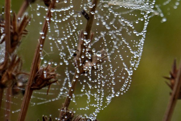 Роса на ветке