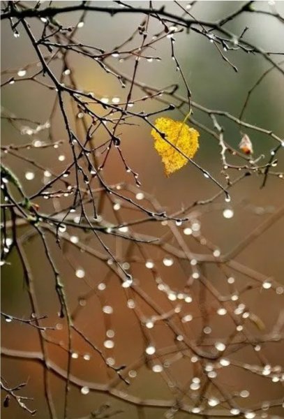 Капли дождя на ветках