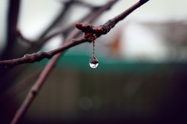 Капли на ветках