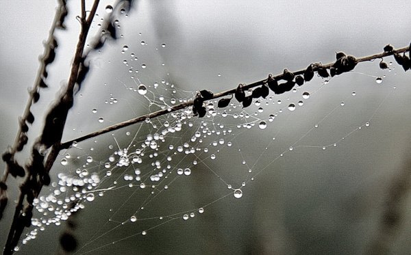 Капли на ветках осень