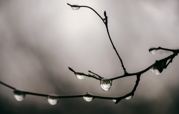 Ветка с каплями