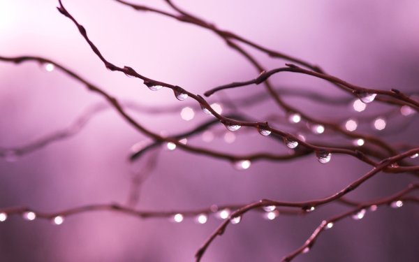 Капли на ветках