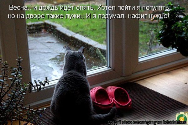 Опять дождик