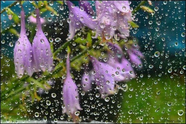 Цветы под стеклом с каплями