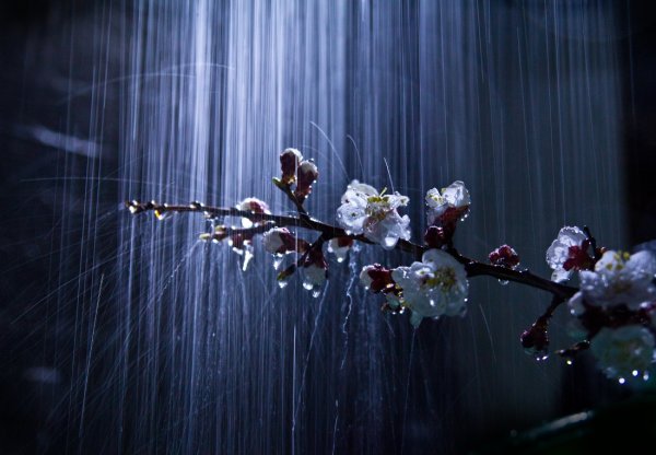 Весенний дождь