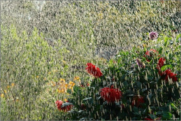 Сад летом дождь