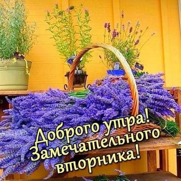 С добрым утром Лаванда