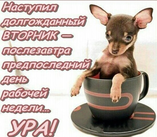 Доброе утро вторника прикольные