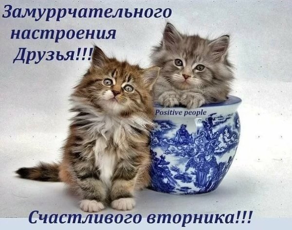 Поздравления со вторником прикольные