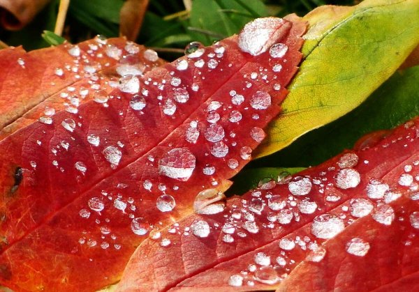 Капли на листьях