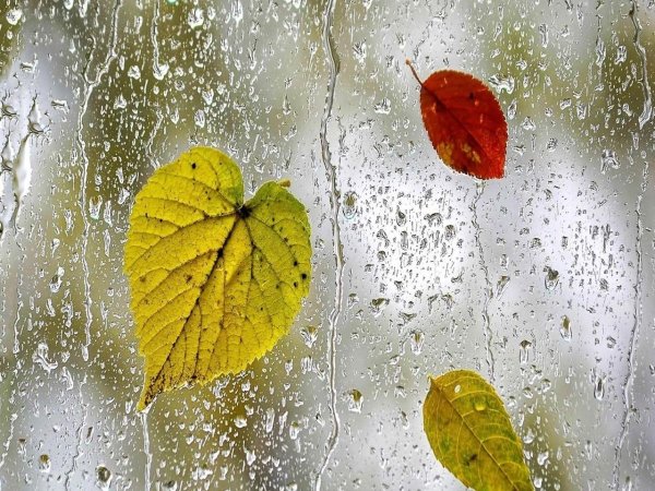 Осень дождь