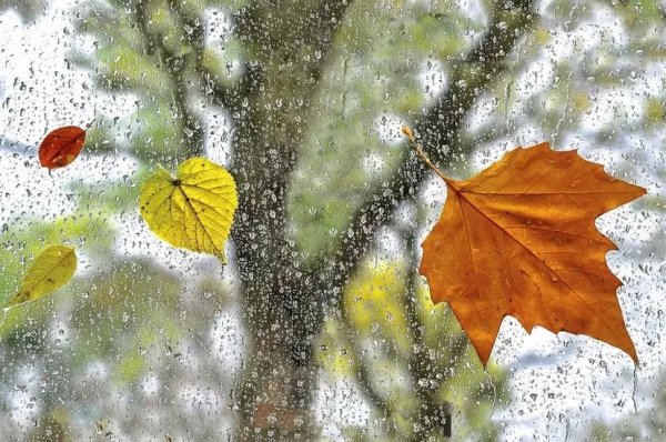 Капли осеннего дождя на стекле
