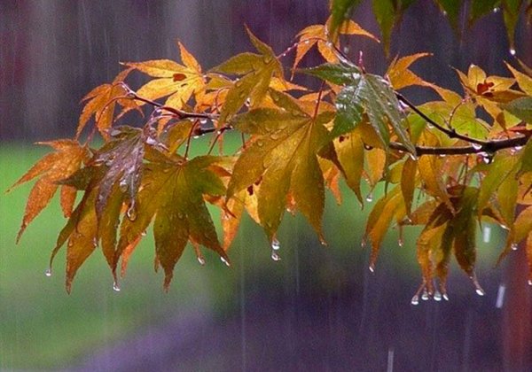 Листья под дождем