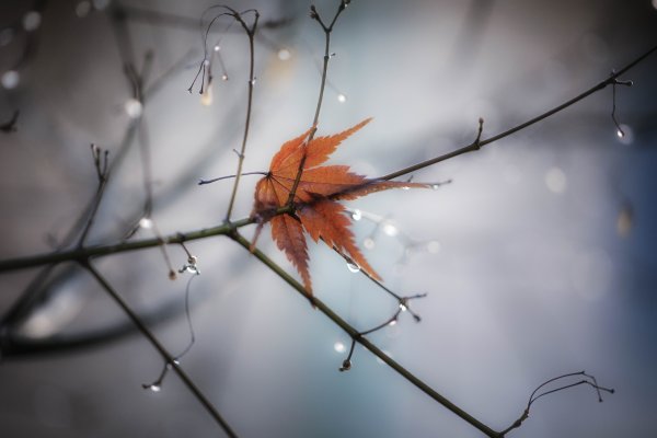 Одинокий осенний лист