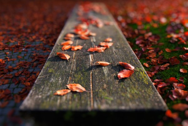 Обои на рабочий стол осень дождь