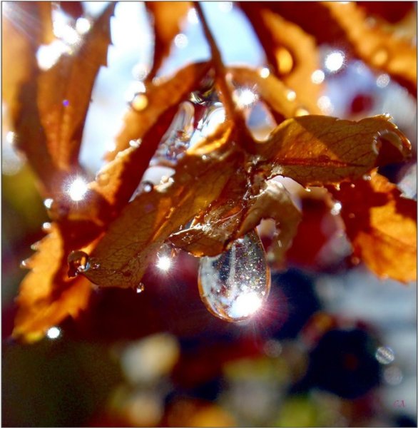 Капли дождя осенью