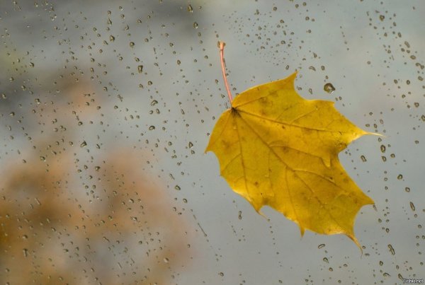Осень листья дождь