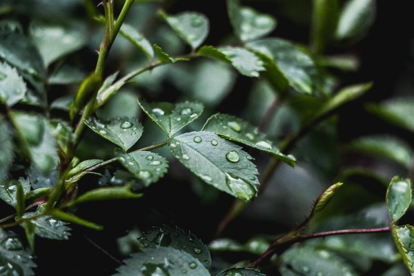 Листва после дождя