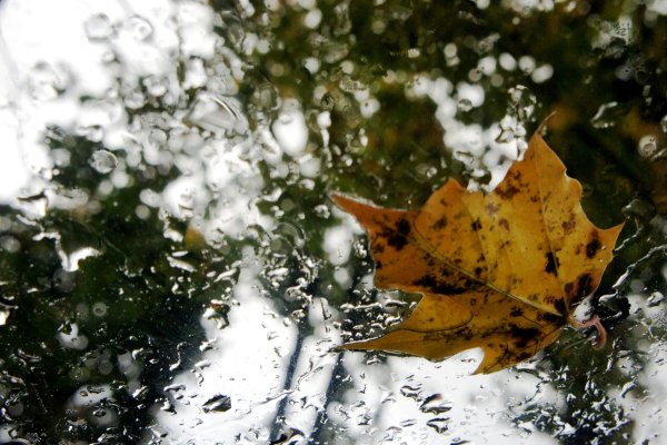 Осенние листья и дождь