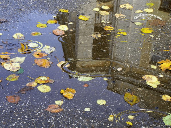 Лужи осенью