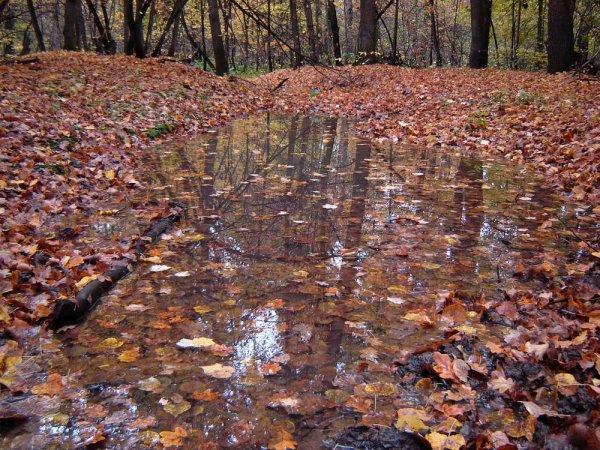 Дождь в осеннем лесу