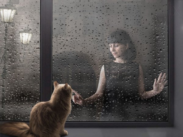 Кот окно дождь